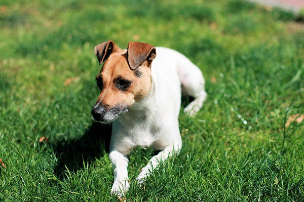 3. jack russell