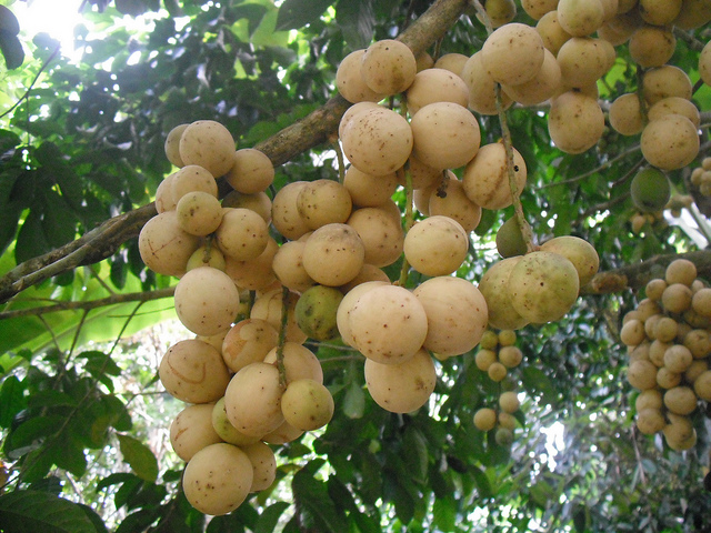 Duku fruits