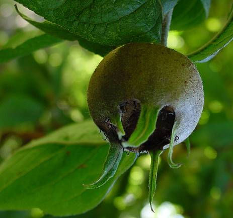 the medlar fruit