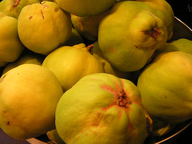 quince fruit 