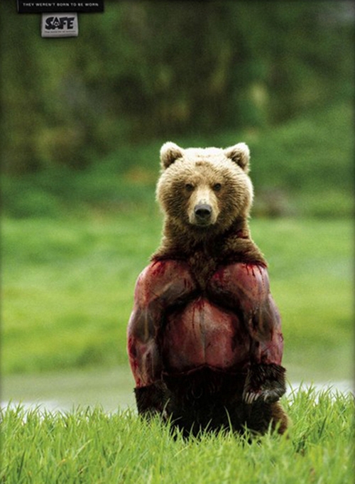 bear wit no fur