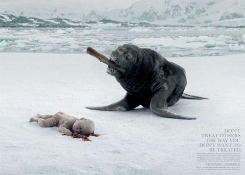 baby killed by seal