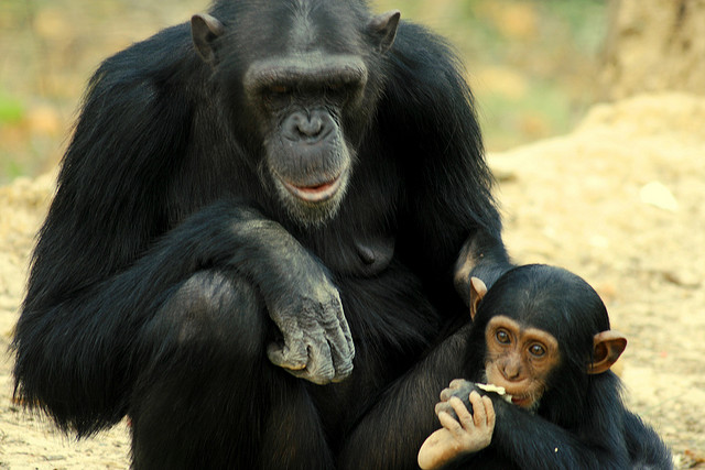 8. chimpansee