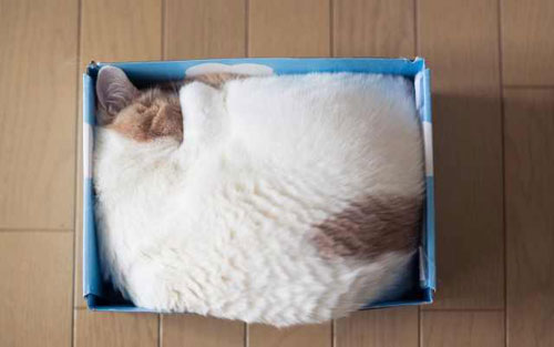 sleeping-in-box