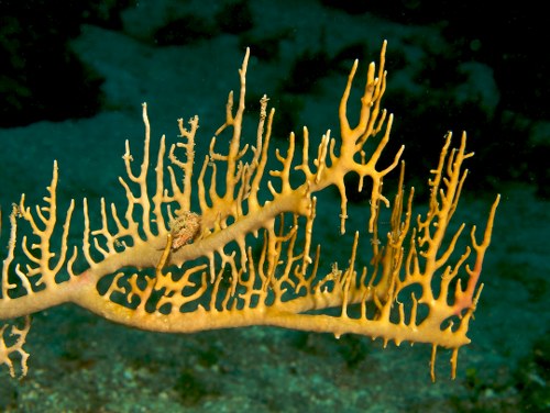 fire coral