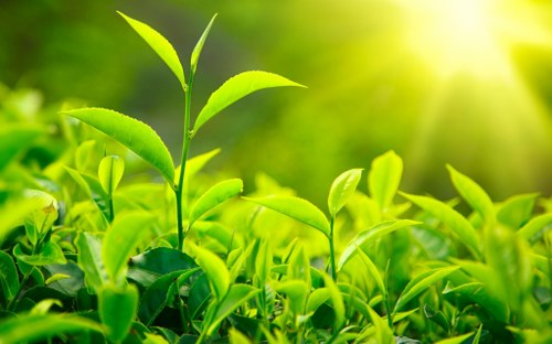 cancer green tea benefits