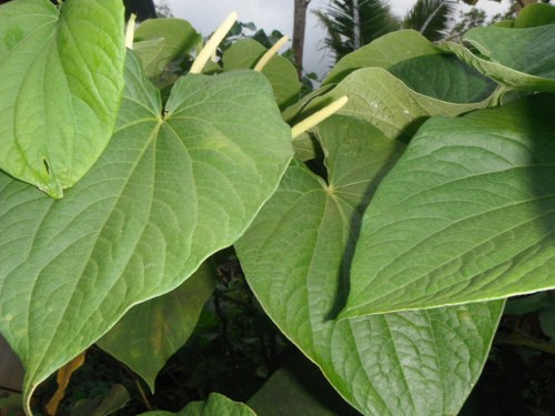 kava natural remedy for anxiety