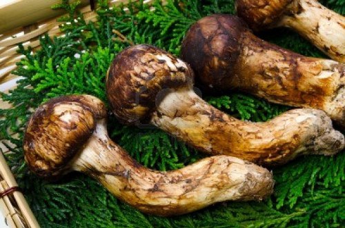 matsutake mushroom most expensive foods