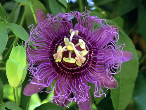 passionflower natural remedy for anxiety