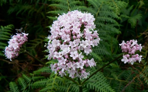 valerian natural remedy for anxiety