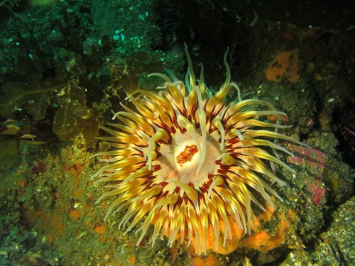 yellow sea anemone