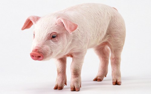pig most intelligent animals