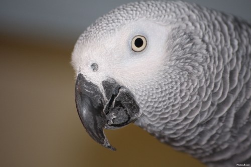 african gray parrot most intelligent animals