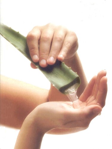 aloe vera natural treatments for oily skin