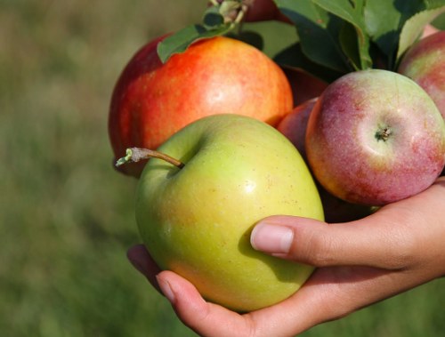 apples natural treatments for oily skin