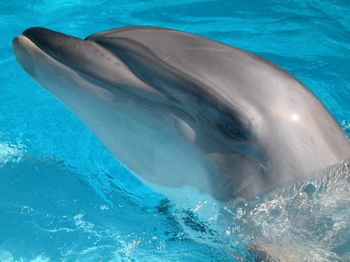 bottlenose dolphin most intelligent animals