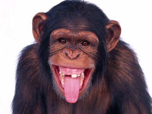 chimpanzee most intelligent animals