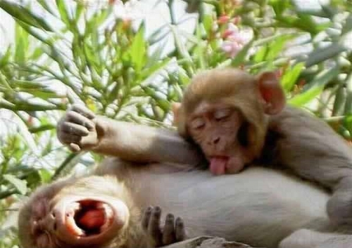 crazy monkey sex