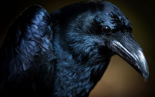 crow most intelligent animals