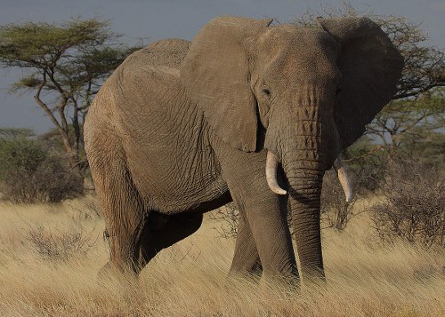 elephant most intelligent animals