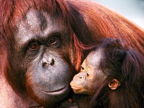 orangutan most intelligent animals
