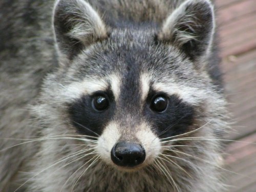 raccoon most intelligent animals