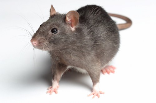 rat most intelligent animals
