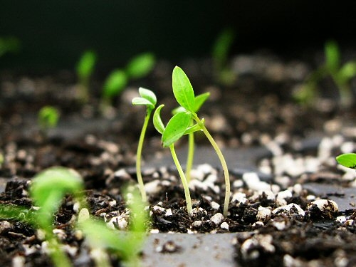 germinate parsley