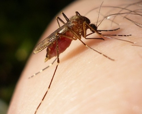 mosquito virus