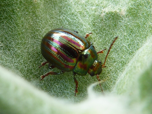 rosemary beetles