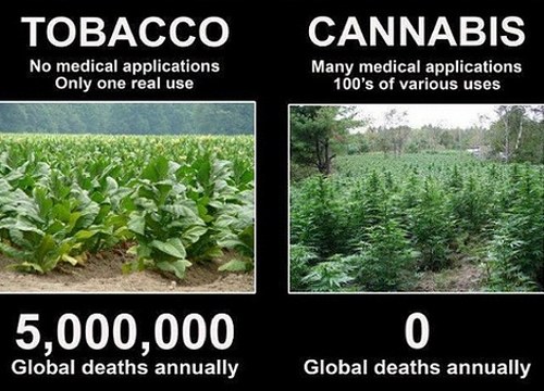 cannabis-vs-tobacco