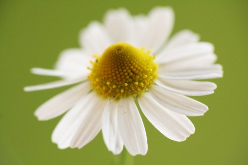 chamomile oil  best essential oils