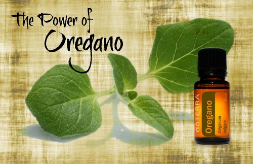 oregano oil  best essential oils