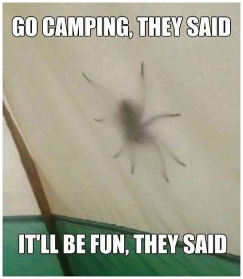 spider on tent
