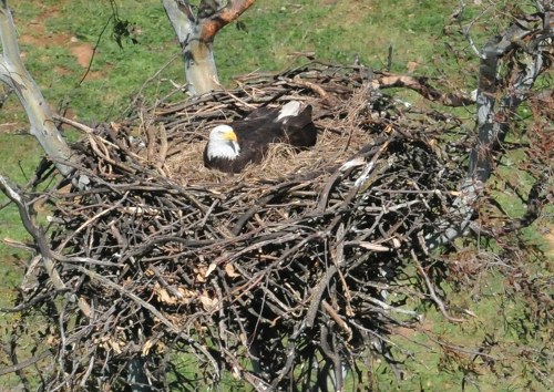 Bald Eagles Nests