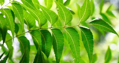 10 Awesome Benefits of Neem Oil
