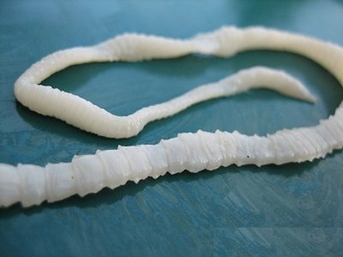 tapeworm 10