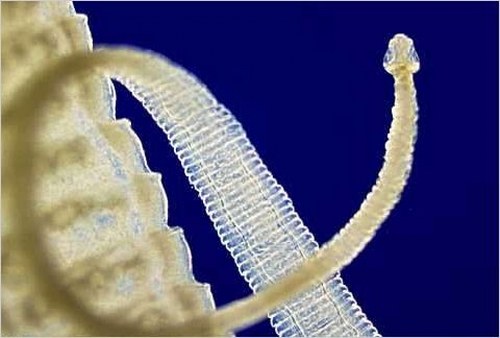 10 Facts about Tapeworms