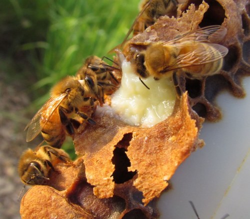 10 Awesome Uses for Royal Jelly