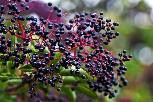 elderberries natural remedies sciatica