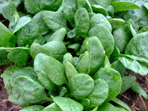 spinach best foods for building muscles