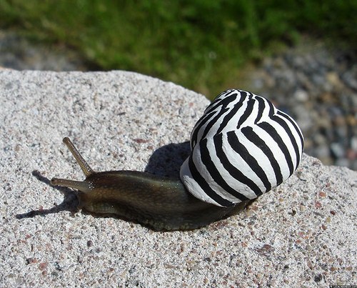 zebra snail