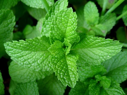 Home Remedies for Sore Throat peppermint
