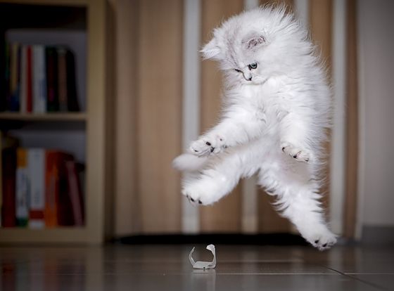 10 Psychological Reasons Internet Cats Are So Popular