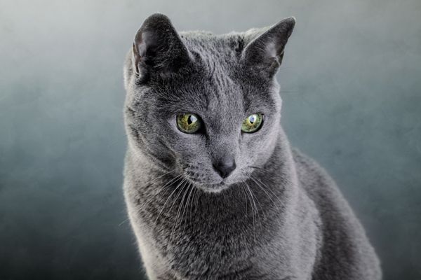 Russian Blue - Most Expensive Cat Breeds