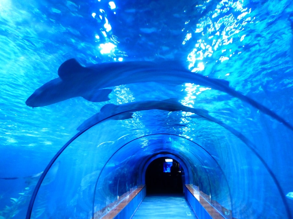 two shark swimming underneath is a blue tunnel